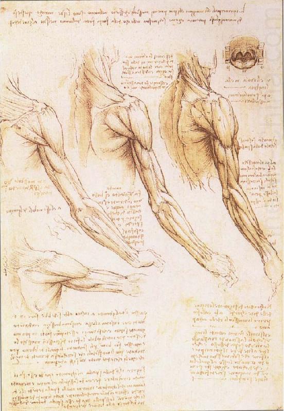 The muscles of arm, shoulder and neck, LEONARDO da Vinci